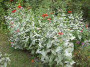 Powdery mildew symptoms on zinnia plants.