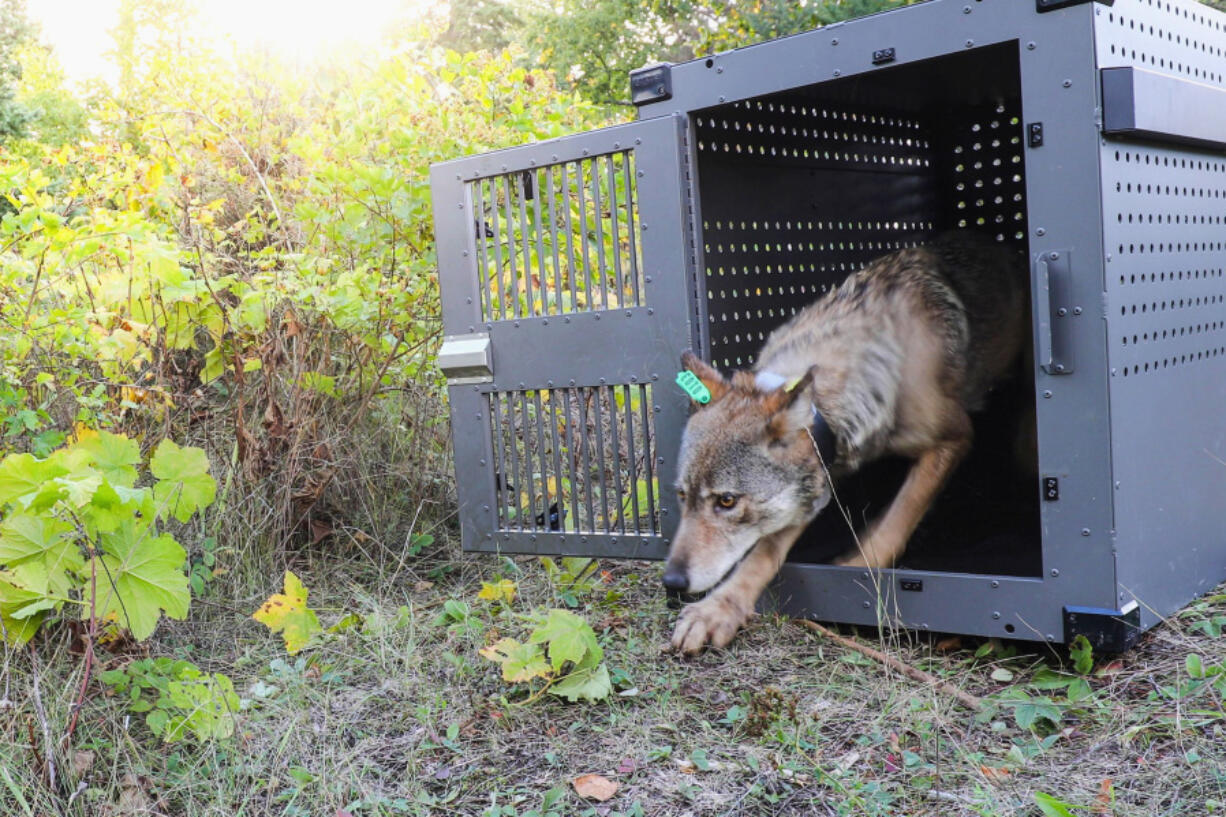 FILE - This Sept. 26, 2018, photo provided by the National Park Service shows a 4-year-old female gray wolf emerging from her cage as she is released at Isle Royale National Park in Michigan. Researchers who were forced to cut an annual survey of wildlife on the remote Lake Superior island short this winter due to unusually warm weather announced Tuesday, April 30, 2024, that the data they were able to gather shows the island&rsquo;s wolf population is stable.