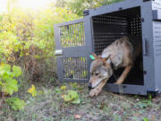 FILE - This Sept. 26, 2018, photo provided by the National Park Service shows a 4-year-old female gray wolf emerging from her cage as she is released at Isle Royale National Park in Michigan. Researchers who were forced to cut an annual survey of wildlife on the remote Lake Superior island short this winter due to unusually warm weather announced Tuesday, April 30, 2024, that the data they were able to gather shows the island&rsquo;s wolf population is stable.