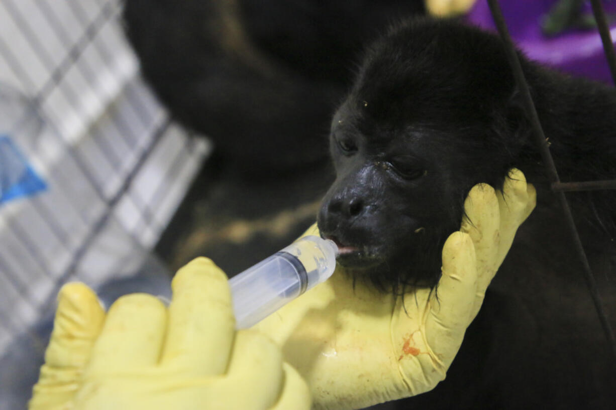 A veterinarian feeds a young howler monkey rescued amid extremely high temperatures in Tecolutilla, Tabasco state, Mexico, on Tuesday.