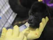 A veterinarian feeds a young howler monkey rescued amid extremely high temperatures in Tecolutilla, Tabasco state, Mexico, on Tuesday.