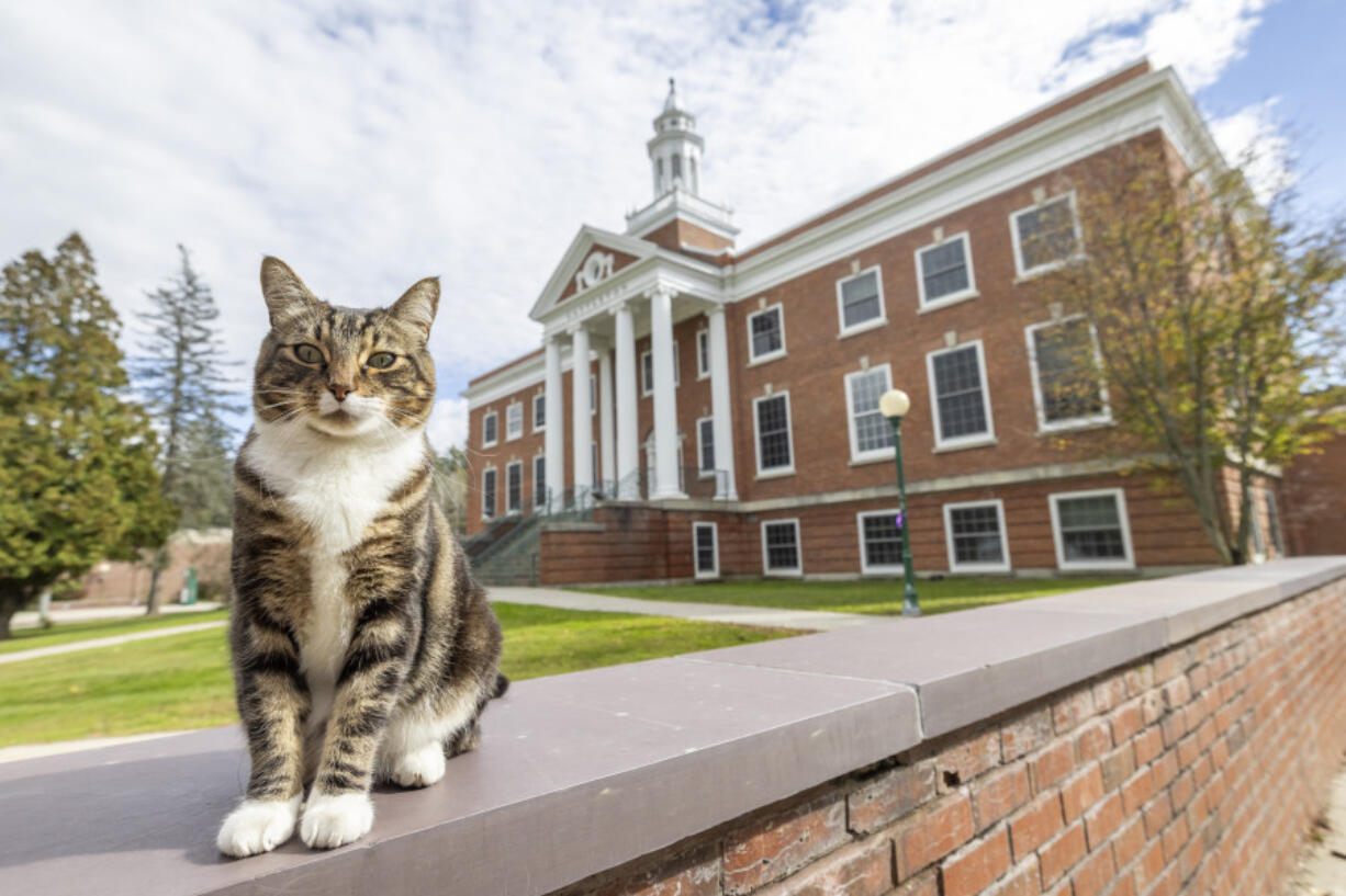 This photo provided by Vermont State University shows Max the Cat stands in front of Woodruff Hall at Vermont State University Castleton on on Oct. 12, 2023 in Castleton, Vt.  Vermont State University&rsquo;s Castleton campus has bestowed the title of &ldquo;Doctor of Litter-ature&rdquo; on Max, a beloved member of its community, ahead of students&rsquo; graduation on Saturday. The school is not honoring the feline for his mousing or napping but rather for friendliness.
