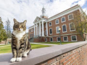 This photo provided by Vermont State University shows Max the Cat stands in front of Woodruff Hall at Vermont State University Castleton on on Oct. 12, 2023 in Castleton, Vt.  Vermont State University&rsquo;s Castleton campus has bestowed the title of &ldquo;Doctor of Litter-ature&rdquo; on Max, a beloved member of its community, ahead of students&rsquo; graduation on Saturday. The school is not honoring the feline for his mousing or napping but rather for friendliness.