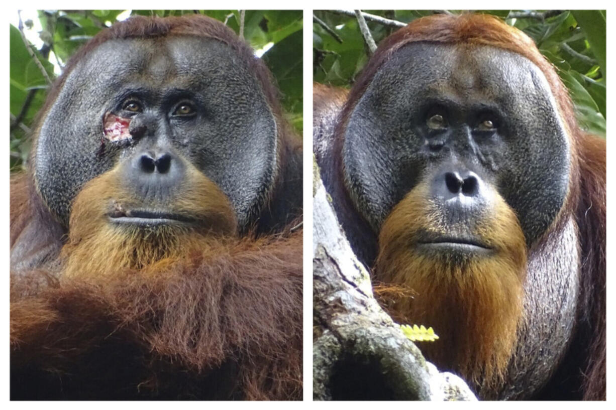 A facial wound is seen June 23, 2022, on Rakus, a wild male Sumatran orangutan in Gunung Leuser National Park, Indonesia, two days before he applied chewed leaves from a medicinal plant, left, and on Aug. 25, 2022, after his facial wound was barely visible.