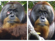 A facial wound is seen June 23, 2022, on Rakus, a wild male Sumatran orangutan in Gunung Leuser National Park, Indonesia, two days before he applied chewed leaves from a medicinal plant, left, and on Aug. 25, 2022, after his facial wound was barely visible.