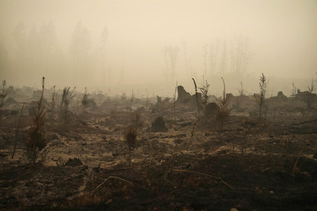 FILE - A forested area burned by the Riverside Fire is seen, Sept. 13, 2020, near Molalla, Ore. Dozens of Oregon wineries and vineyards have sued PacifiCorp over the deadly 2020 wildfires that ravaged the state, alleging that the utility&#039;s decision to not turn off power during the Labor Day windstorm contributed to blazes whose smoke and soot damaged their grapes and reduced their harvest and sales.