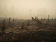 FILE - A forested area burned by the Riverside Fire is seen, Sept. 13, 2020, near Molalla, Ore. Dozens of Oregon wineries and vineyards have sued PacifiCorp over the deadly 2020 wildfires that ravaged the state, alleging that the utility&#039;s decision to not turn off power during the Labor Day windstorm contributed to blazes whose smoke and soot damaged their grapes and reduced their harvest and sales.