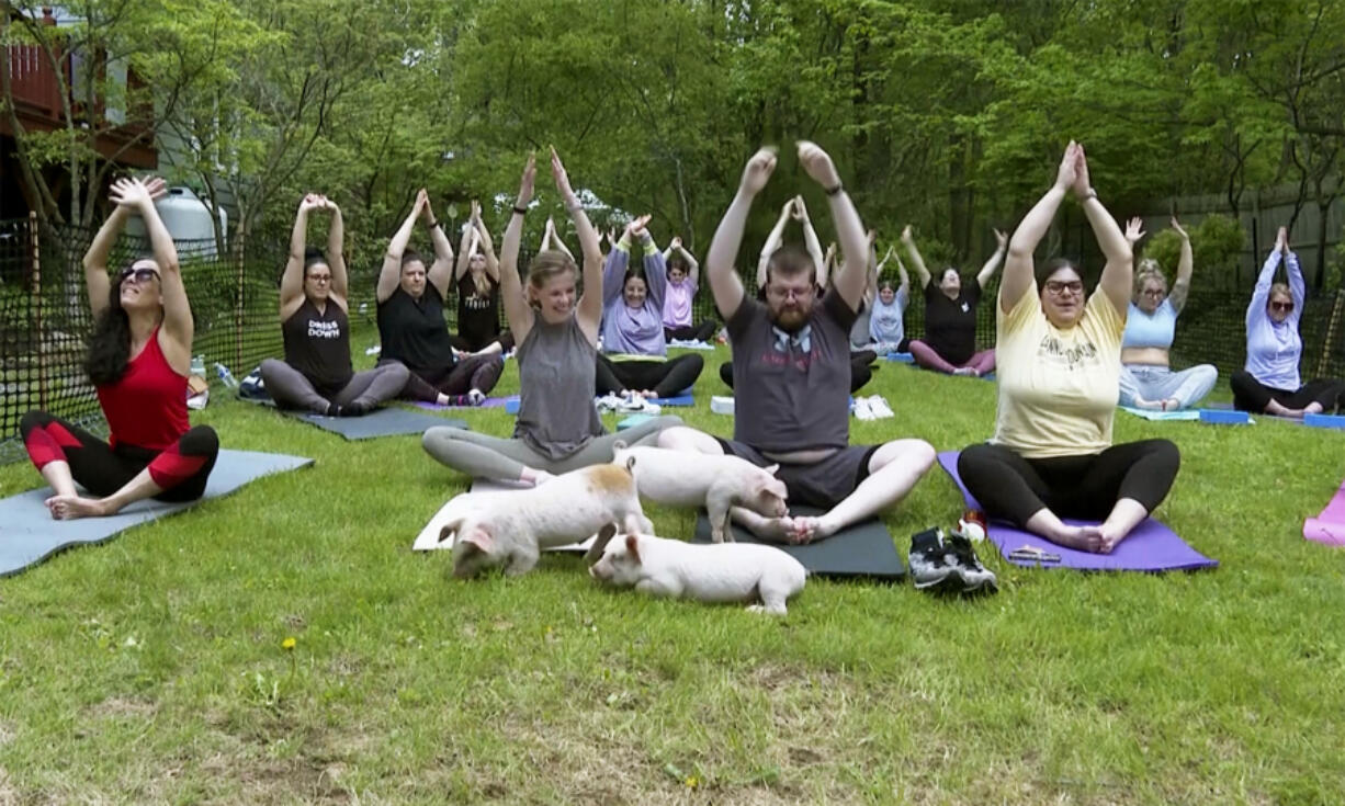 Piglets interact with yoga class participants May 17 in Spencer, Mass.