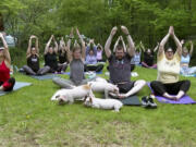 Piglets interact with yoga class participants May 17 in Spencer, Mass.