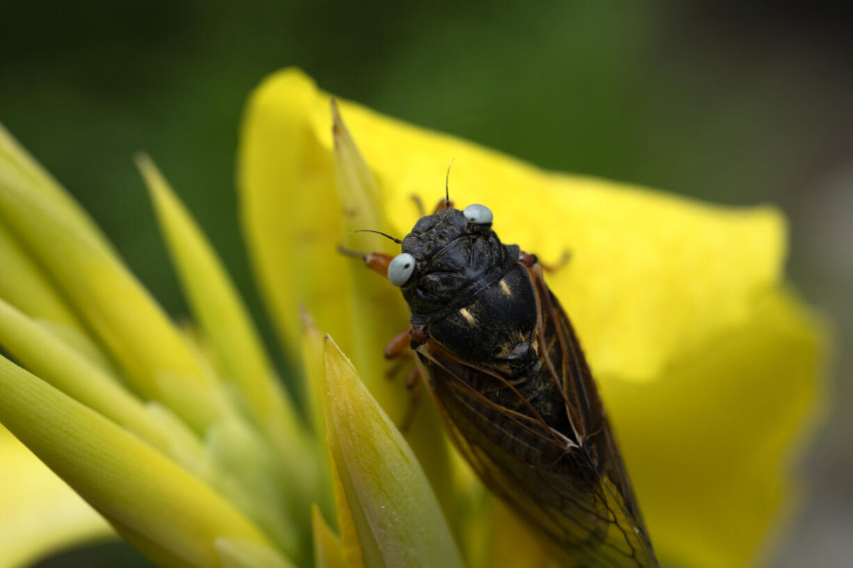 A blue-eyed cicada perches on a flower May 24 at the Morton Arboretum in Lisle, Ill.