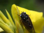 A blue-eyed cicada perches on a flower May 24 at the Morton Arboretum in Lisle, Ill.