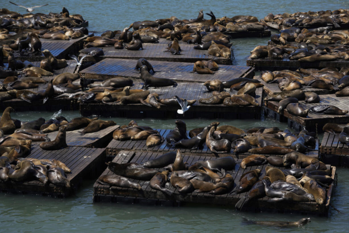 Sea lions are seen on rafts along Pier 39, Thursday, May 2, 2024, in San Francisco. (AP Photo/Godofredo A.