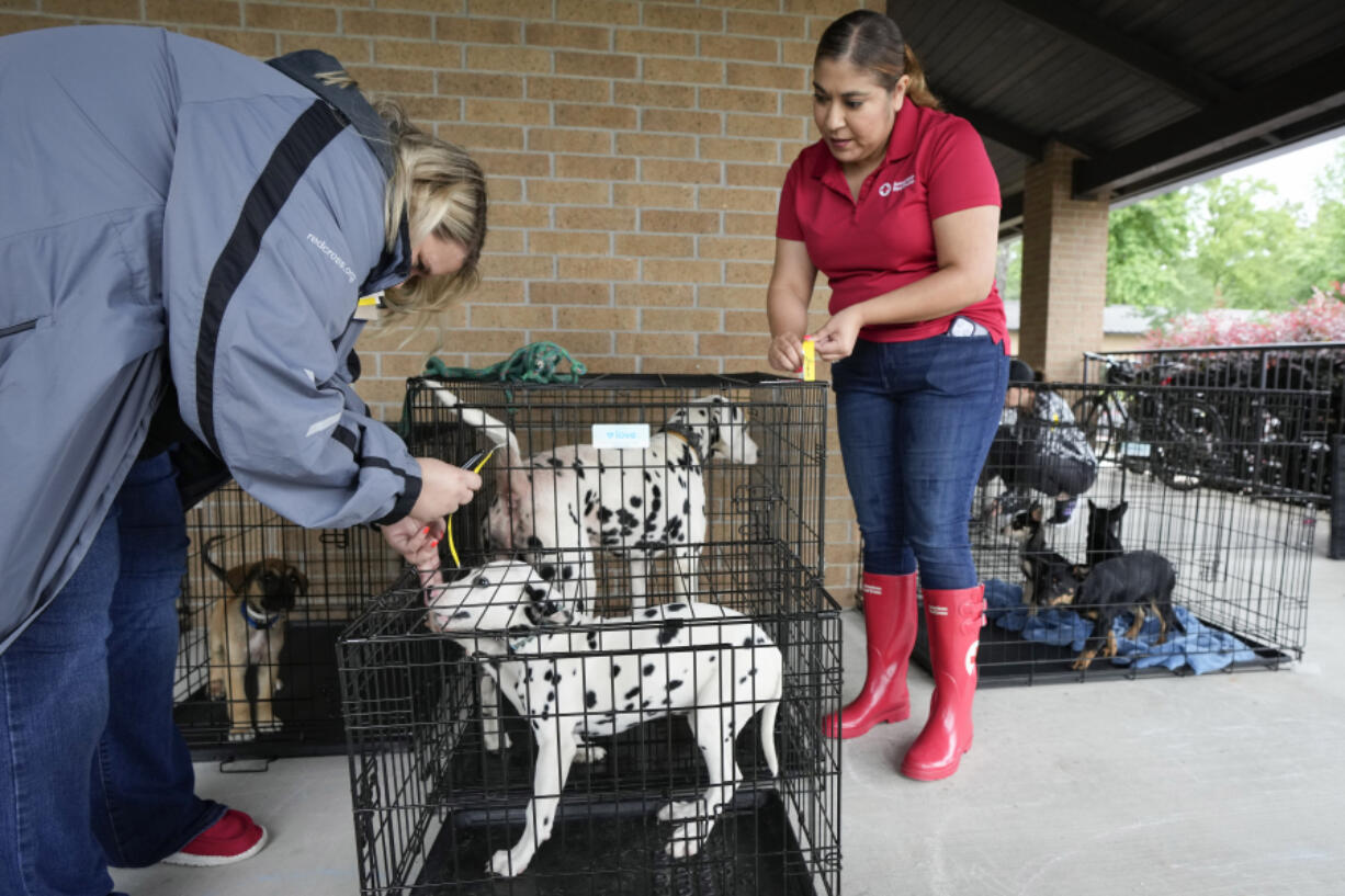 Brittney Richell, left, and Vanessa Valdez, of the Red Cross, tag dog kennels after the animals were evacuated from flooded areas to a Red Cross shelter set up at Sts. Simon and Jude Catholic Church in The Woodlands, Texas Friday, May 3, 2024.