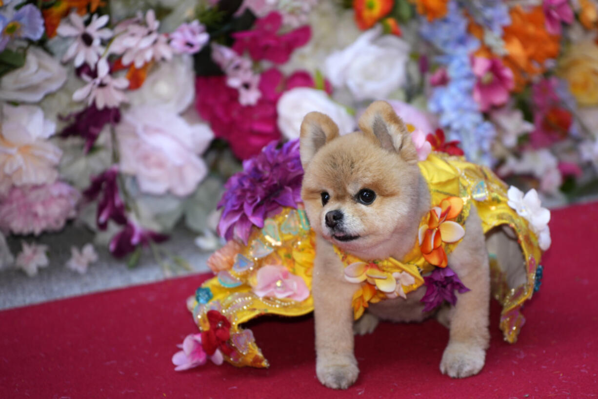A dog attends the Pet Gala fashion show at AKC Museum of The Dog, Monday, May 20, 2024, in New York.