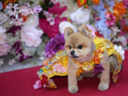 A dog attends the Pet Gala fashion show at AKC Museum of The Dog, Monday, May 20, 2024, in New York.