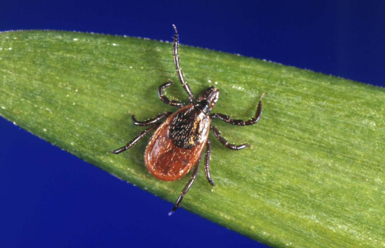 A blacklegged tick, also known as a deer tick. Another mild winter and other favorable factors likely means the 2024 tick population will be equal to last year or larger, some researchers say.