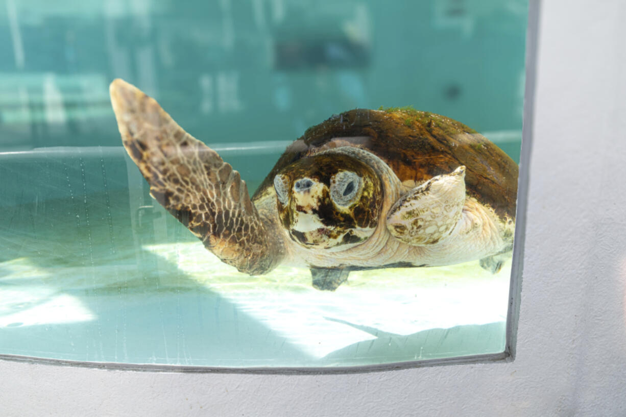 Cayman, a subadult loggerhead turtle found entangled in fishing wire in February, is seen Monday at the Loggerhead Marinelife Center in Juno Beach, Fla.