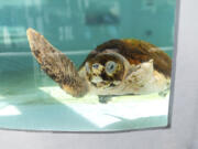 Cayman, a subadult loggerhead turtle found entangled in fishing wire in February, is seen Monday at the Loggerhead Marinelife Center in Juno Beach, Fla.