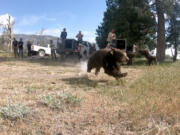 A black bear runs toward the cover of trees after being released in the San Bernardino mountains on May 15, 2024.