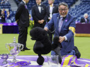 Sage, a miniature poodle, poses for photos after winning best in show at 148th Westminster Kennel Club dog show Tuesday, May 14, 2024, at the USTA Billie Jean King National Tennis Center in New York.