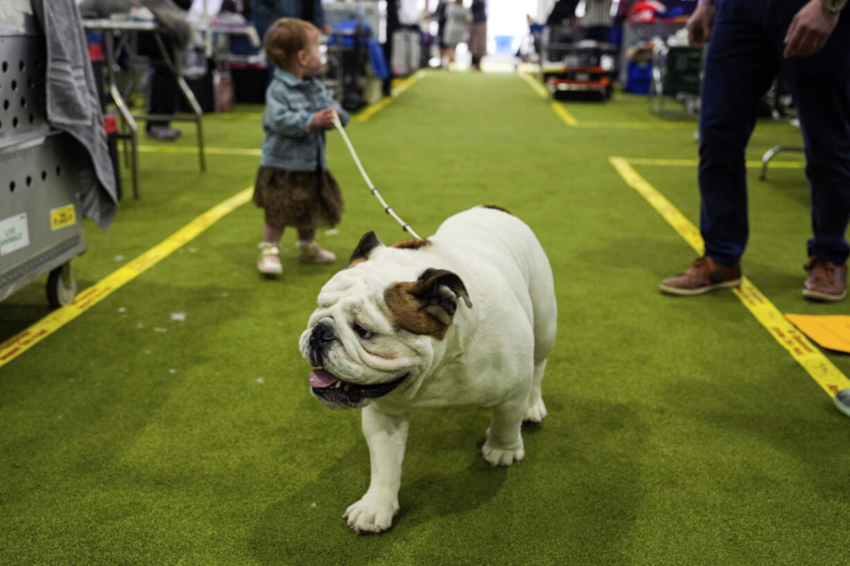 A dog walks through the grooming area during the 148th Westminster Kennel Club Dog show, Monday, May 13, 2024, at the USTA Billie Jean King National Tennis Center in New York.