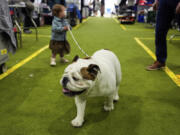 A dog walks through the grooming area during the 148th Westminster Kennel Club Dog show, Monday, May 13, 2024, at the USTA Billie Jean King National Tennis Center in New York.