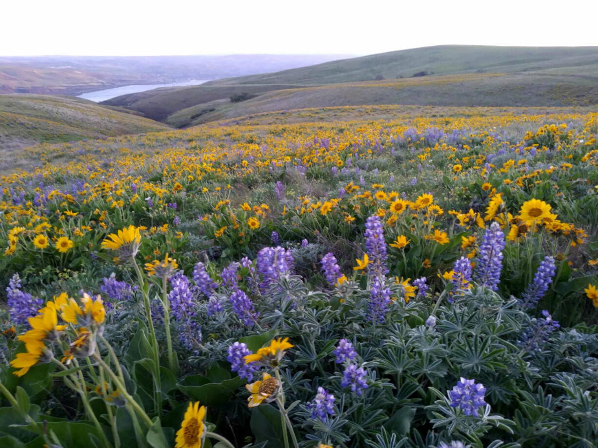 As fields of wildflowers at Columbia Hills State Park prove, the Columbia River Gorge is one of a kind. A new guidebook will help you explore it.