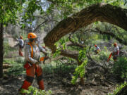 Jeff Sesak, of Samuels, Idaho, a Team Rubicon Sawyer 1, cuts up a tree to be removed during a fire mitigation project in Zintel Canyon in Kennewick on Wednesday, May 1, 2024. The goal of the project is to reduce the area’s potential “fire load” by removing burnable materials. A crew of about 30 has been working to remove burnable materials, including standing trees and brush, organized by the Team Rubicon disaster response volunteer organization. Logs and woodchips from the operation are made available to the public. (M.