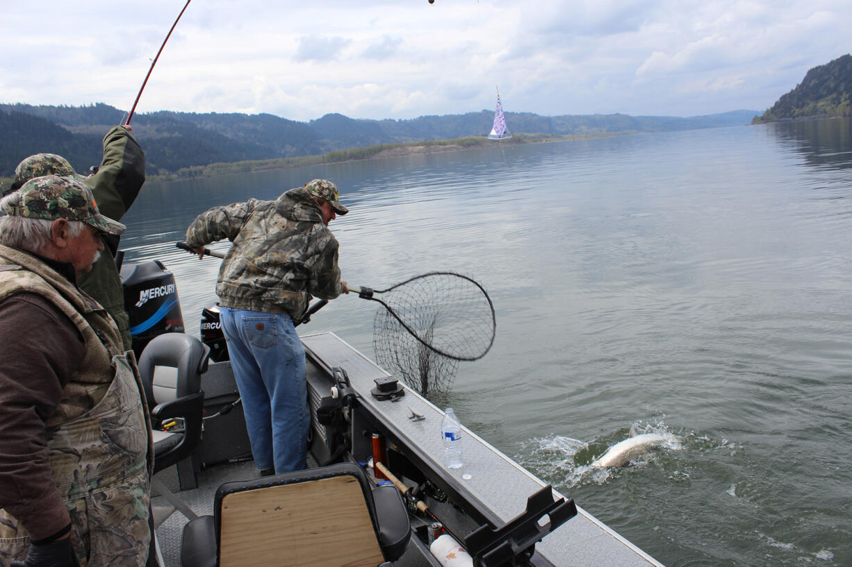 Buzz Ramsey of Yakima Bait attempts to net a spring chinook on the Columbia River. It was announced Wednesday, May 29, 2024, that the spring chinook season has been extended from June 1-15.