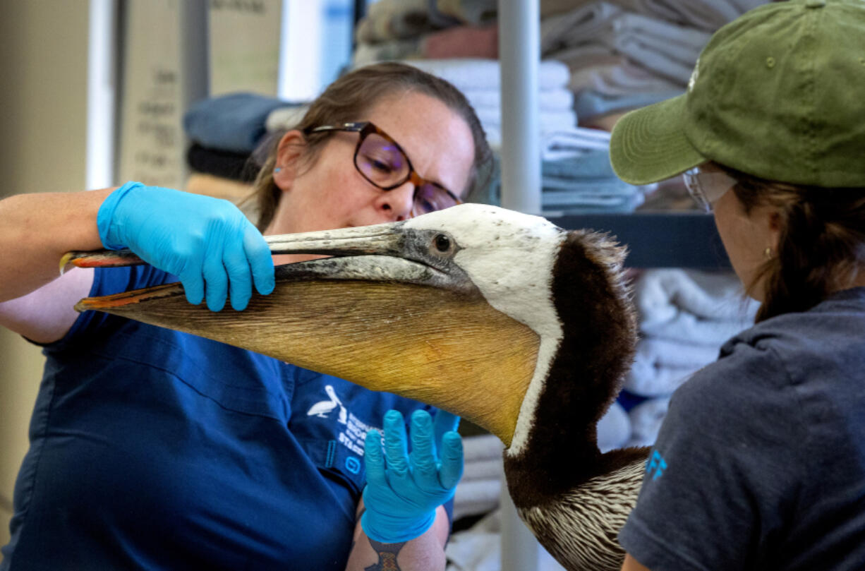 Julie Skogland, director of operations at International Bird Rescue, examines a rescued pelican May 23 in Fairfield, Calif. Found ailing in Benicia, the bird is among a glut of pelicans being sent to the facility.