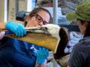 Julie Skogland, director of operations at International Bird Rescue, examines a rescued pelican May 23 in Fairfield, Calif. Found ailing in Benicia, the bird is among a glut of pelicans being sent to the facility.