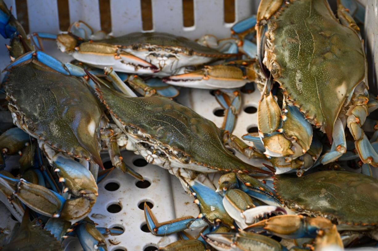 Blue crabs crawl in a bin aboard the FV Southern Girl in July 2022.