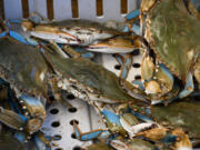Blue crabs crawl in a bin aboard the FV Southern Girl in July 2022.