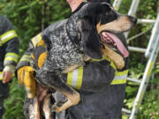 A firefighter holds Tator, who authorities described as a bluetick coonhound, after rescuing him from about 20 feet up in a tree.