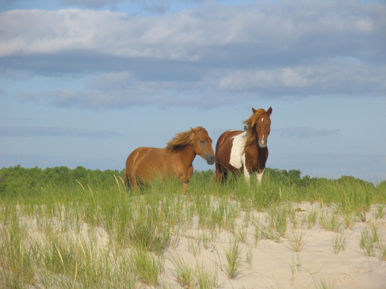 Wild horses on the dunes at Assateague Island National Seashore is off the coast of Maryland and Virginia.