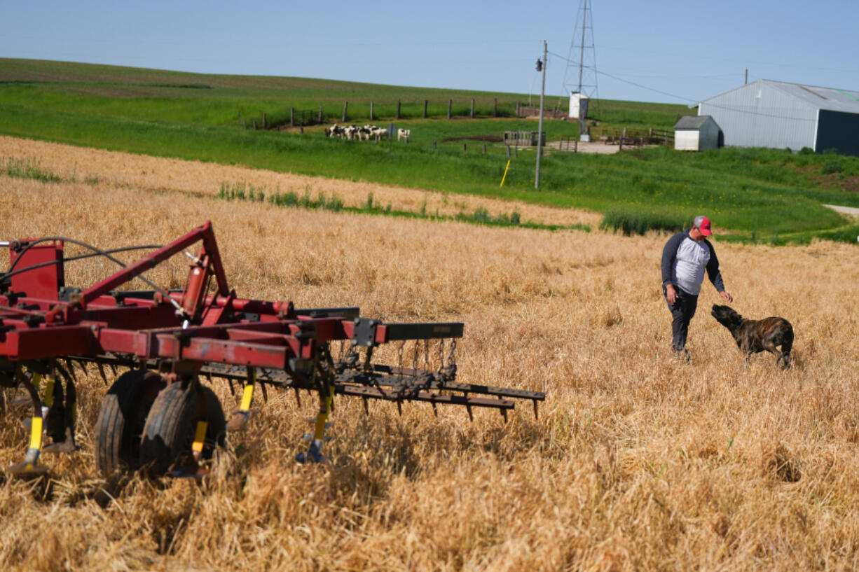 Jason Lohmann and Diesel, his 2-year-old Cane Corso, walk through a cover crop of wheat that will soon be planted over with sweet corn Wednesday, May 29, 2024 Zumbrota, Minn. Lohmann Farms uses smaller point sweeps on thier field cultivator that burrow only 3-4 inches into the soil instead of the 10-14 inches they used to use. They also plant corn directly into fields with a previously grown cover crop of winter wheat. Minnesota-based Truterra has paid out $21 million to farmers for their efforts capturing carbon on their land and improving conservation practices.