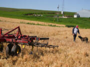 Jason Lohmann and Diesel, his 2-year-old Cane Corso, walk through a cover crop of wheat that will soon be planted over with sweet corn Wednesday, May 29, 2024 Zumbrota, Minn. Lohmann Farms uses smaller point sweeps on thier field cultivator that burrow only 3-4 inches into the soil instead of the 10-14 inches they used to use. They also plant corn directly into fields with a previously grown cover crop of winter wheat. Minnesota-based Truterra has paid out $21 million to farmers for their efforts capturing carbon on their land and improving conservation practices.