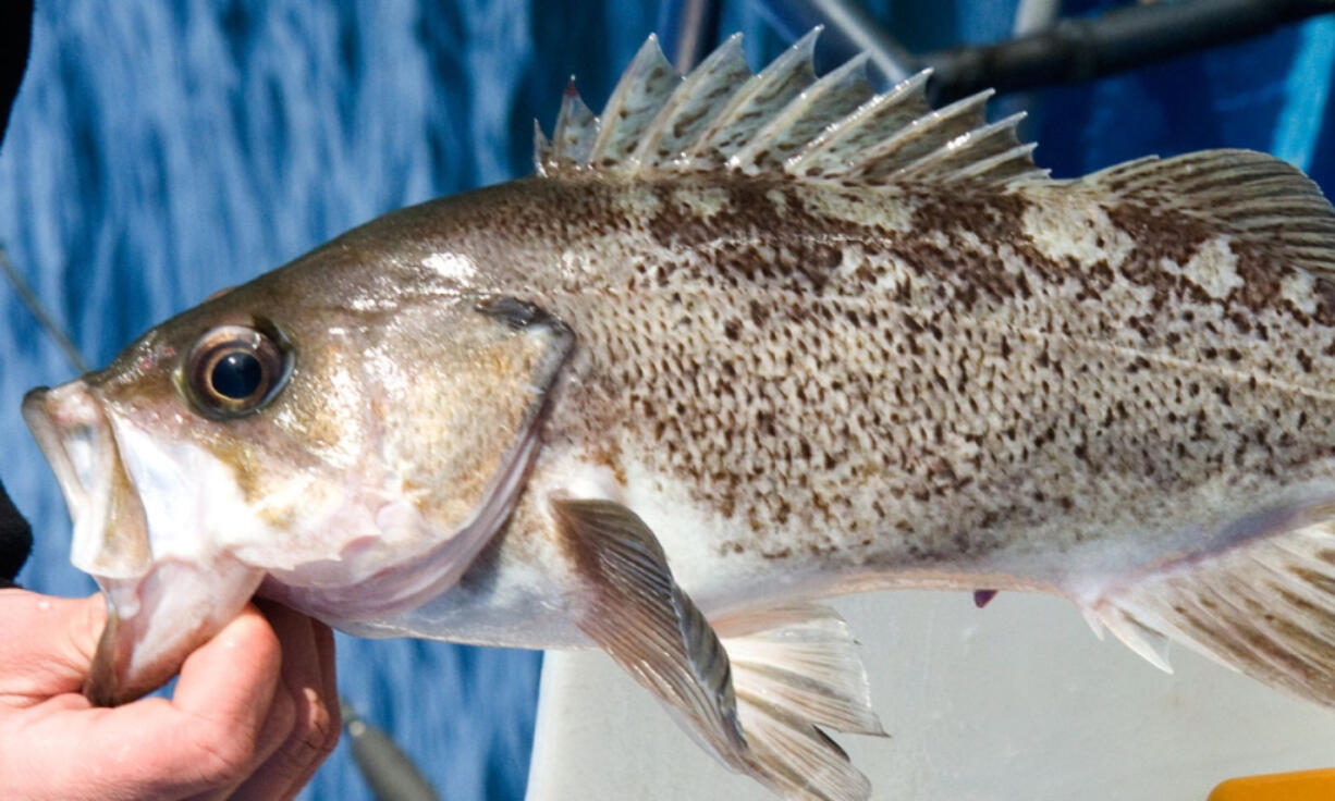 Black rockfish are among the species caught off the West Coast. They live over rocky reefs at about a 180-foot depth. They&rsquo;re also common along jetties in estuaries.
