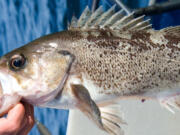 Black rockfish are among the species caught off the West Coast. They live over rocky reefs at about a 180-foot depth. They&rsquo;re also common along jetties in estuaries.