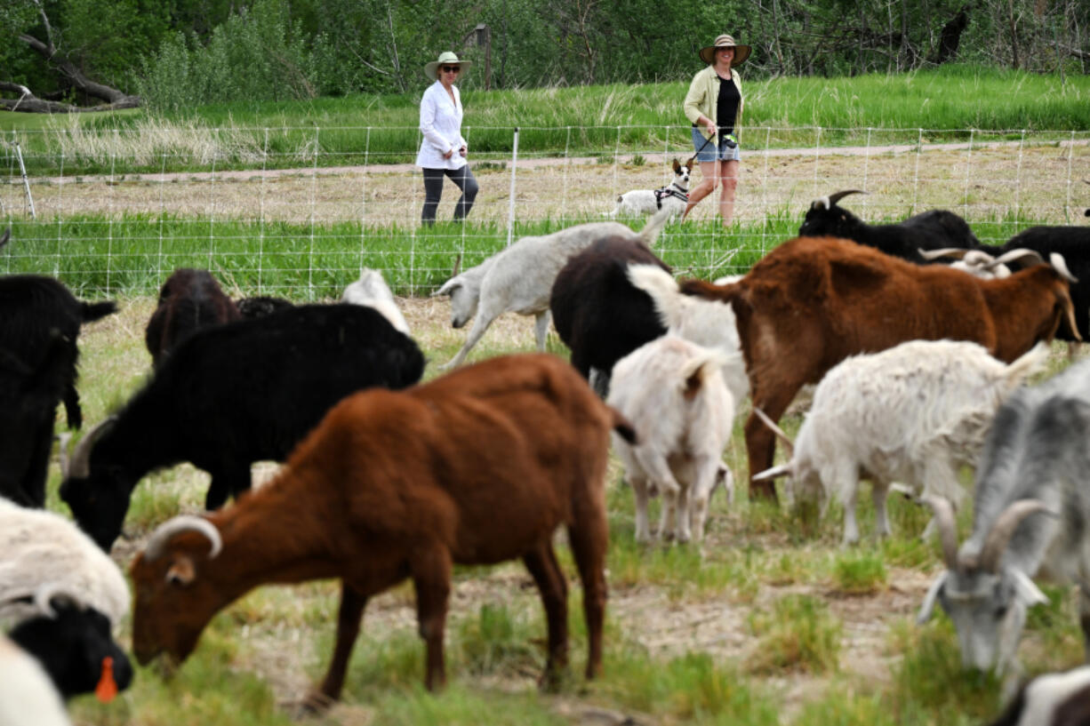 People walking their dog walk past fields of grazing goats doing fire mitigation work May 22 in Dutch Creek Open Space in Louisville, Colo. The goats belong to Goat Green LLC, a company that specializes in using Cashmere goats for fire prevention and weed control. (Helen H.