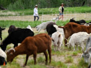 People walking their dog walk past fields of grazing goats doing fire mitigation work May 22 in Dutch Creek Open Space in Louisville, Colo. The goats belong to Goat Green LLC, a company that specializes in using Cashmere goats for fire prevention and weed control. (Helen H.