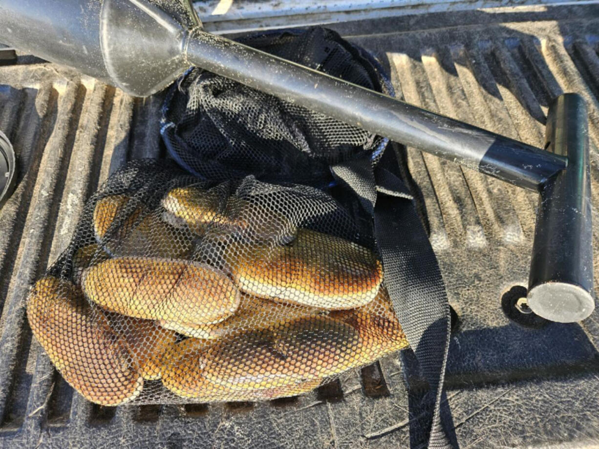 A mess of razor clams that were harvested during a clam dig in Oregon in late May. Managers do not know how long it will take for clams and mussels to clean out after absorbing the biotoxins.