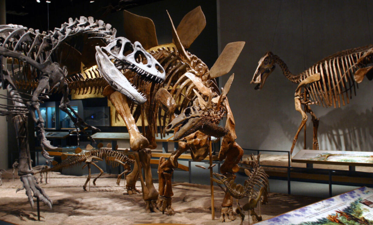 &ldquo;Alice&rdquo; the allosaurus, discovered by India Wood, is posed with a stegosaurus at the Denver Museum of Nature &amp; Science in September 2023.