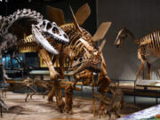 &ldquo;Alice&rdquo; the allosaurus, discovered by India Wood, is posed with a stegosaurus at the Denver Museum of Nature &amp; Science in September 2023.