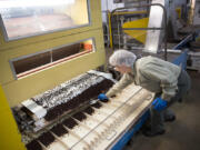 Zofia Zhabura gathers cocoa drops to count during processing in 2014 at the Blommer Chocolate Co. factory in Chicago. The company plans to shut down the Chicago factory after 85 years.