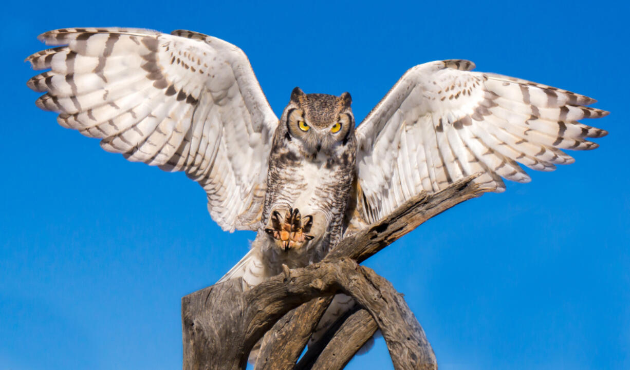 A great horned owl.