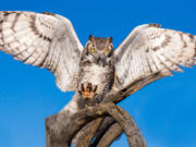 A great horned owl.