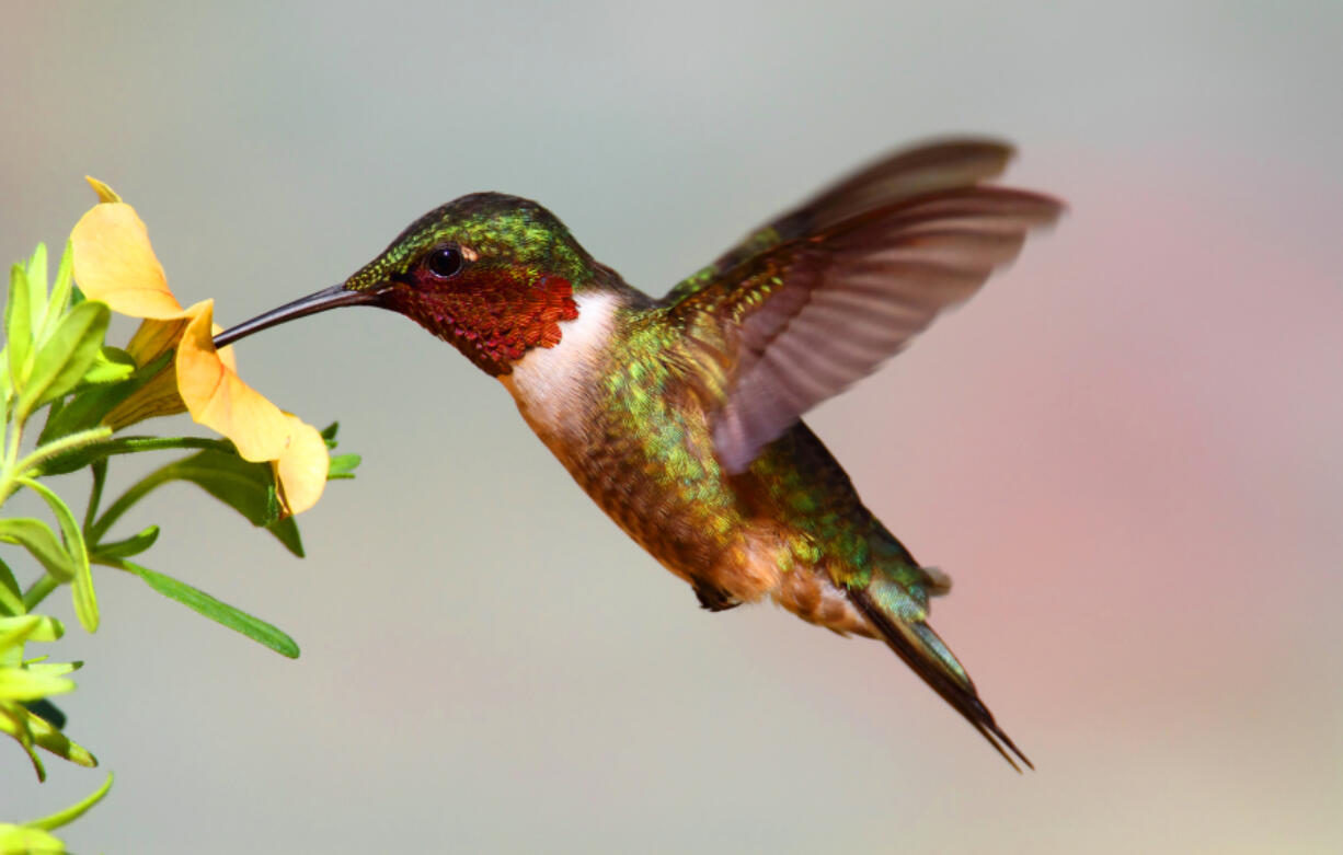 Hummingbirds consume an average of two to three times their weight in nectar each day.