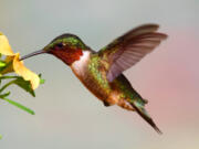 Hummingbirds consume an average of two to three times their weight in nectar each day.