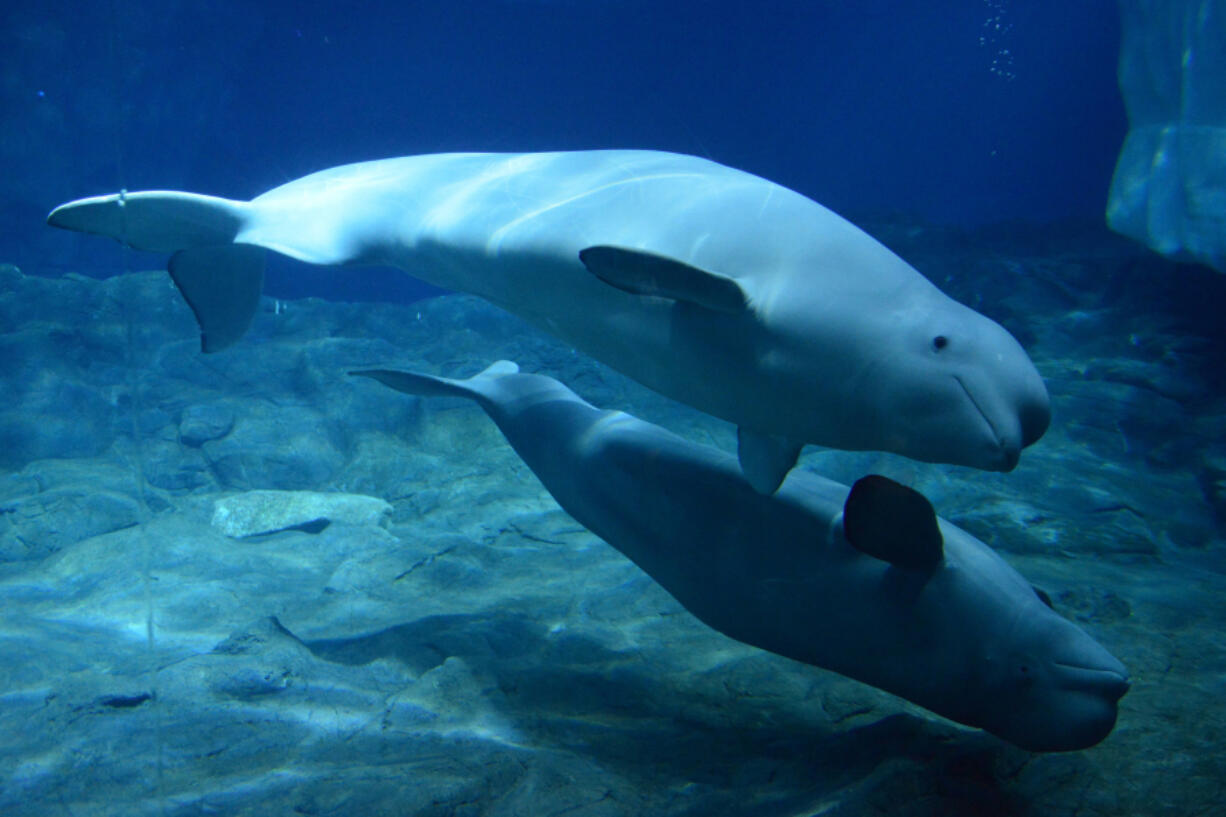 Beluga whales at Zhuhai Changlong Ocean Kingdom in Guangdong, China.